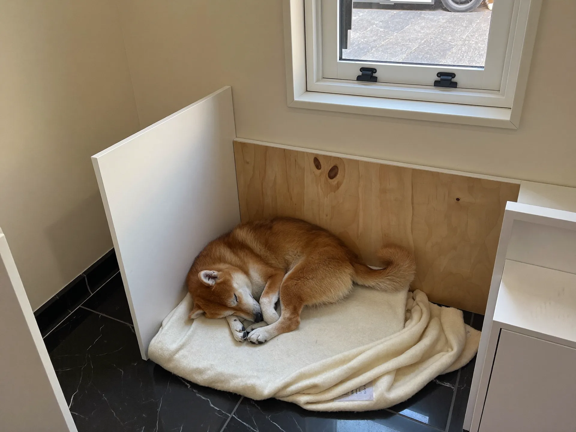 客室のブランケットで丸くなって眠る柴犬