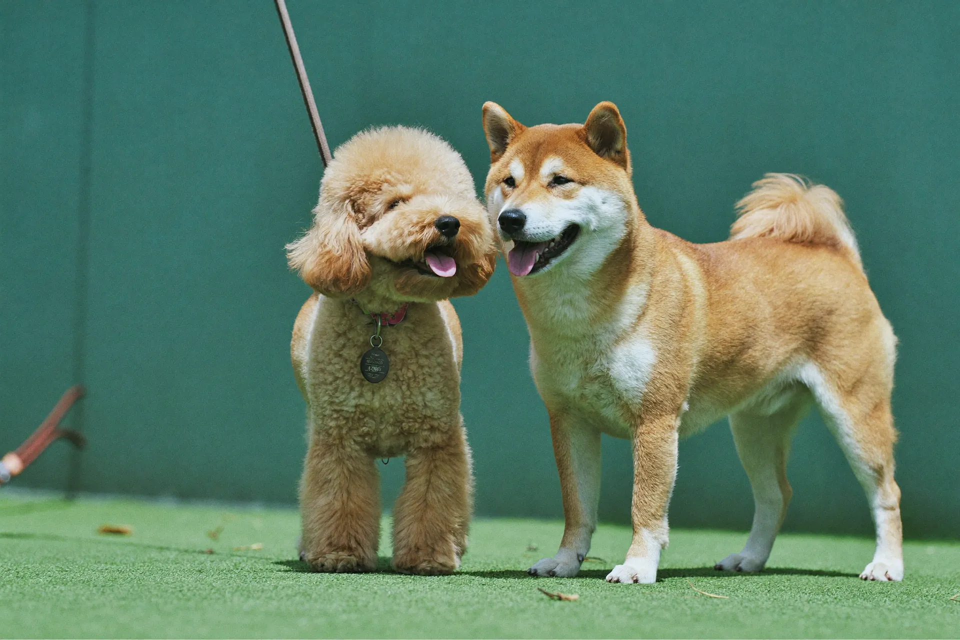 ドッグランで並ぶトイプードルと柴犬